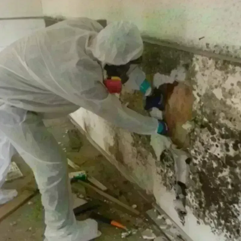 Mold Remediation and Removal in Roseland, NJ